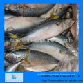 frozen indian mackerel